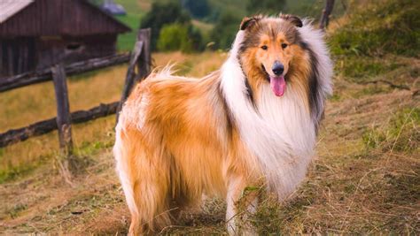 Why buy a collie puppy for sale if you can adopt and save a life? Collie Puppies For Sale - Collie Dog Breed Profile ...