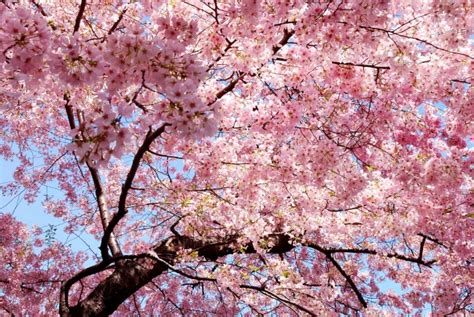Wallpaper Cherry Blossom Leaves Petals Pink Tree Wallpapermaiden