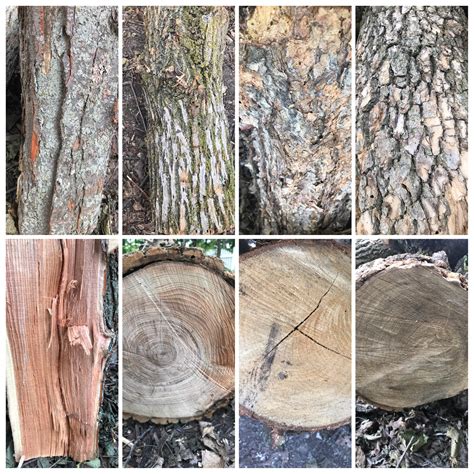 Alright... I need some help with mid-western tree identification based only on bark and visual ...