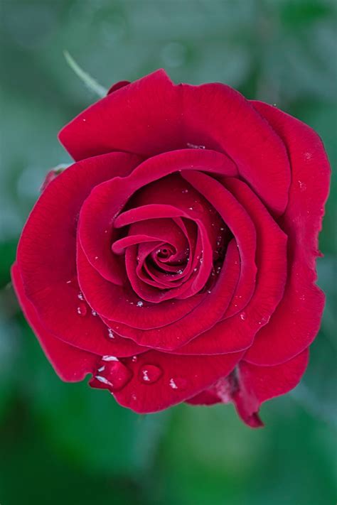 Red Rose Flower Free Photo On Pixabay Pixabay