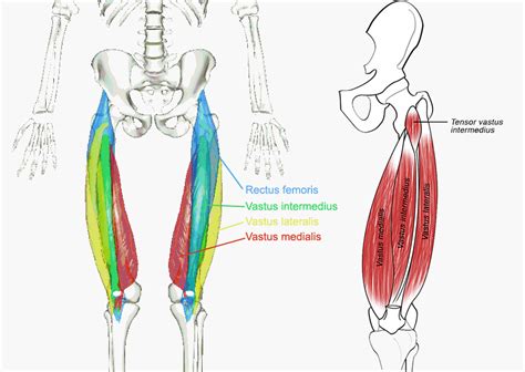 The Quadriceps Muscles Yoganatomy