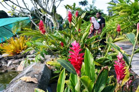 Taman orkid aqua, kota bharu. 35+ Hias Bunga Orkid, Inspirasi Terbaru Untuk Anda