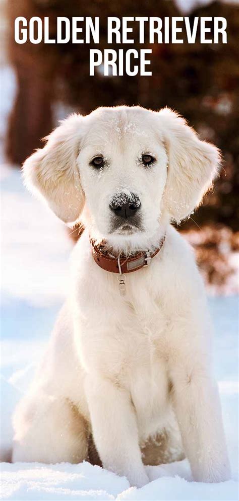 Find cute golden retriever puppies, dogs, and breeders at vip puppies. Golden Retriever Cost - How Much Does A Golden Cost To Buy ...