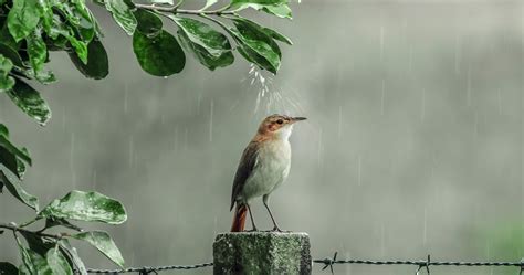 Rain Bird Wallpapers Top Những Hình Ảnh Đẹp