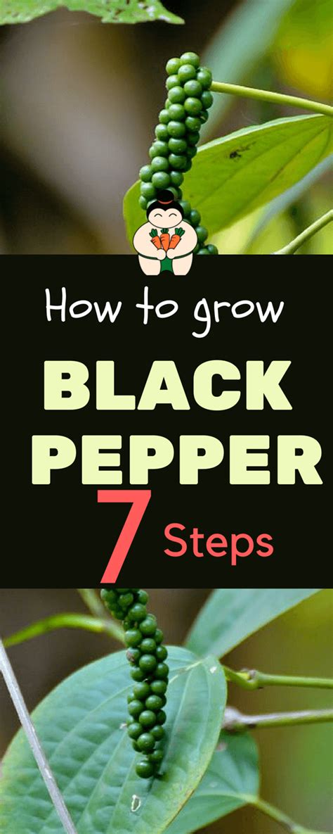 How To Grow Black Pepper The Right Things You Need To Know Sumo