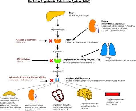 Illustration Of The Renin Angiotensin Aldosterone System Raas How It