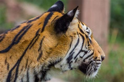 Side View Head Of Royal Bengal Tiger Stock Image Image Of Anger