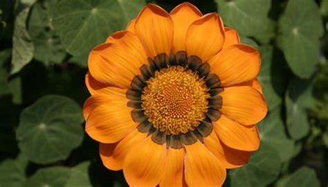 Types Of Orange Flowers That Look Like Sunflowers Garden Guides