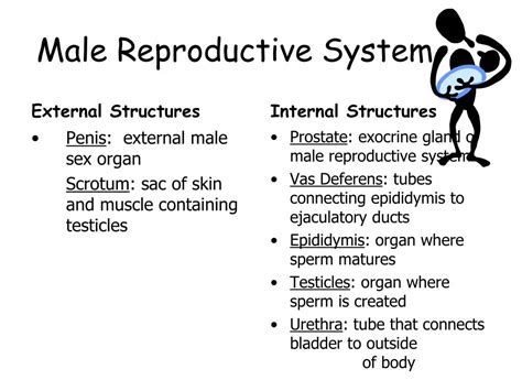 Ppt Human Reproductive System Review Powerpoint Presentation Free