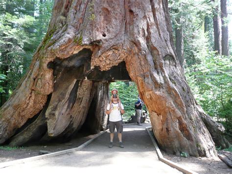 Teacherp Giant Sequoias Sequoiadendron Giganteum