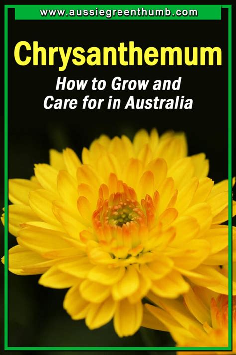 Chrysanthemum How To Grow And Care For In Australia Agt