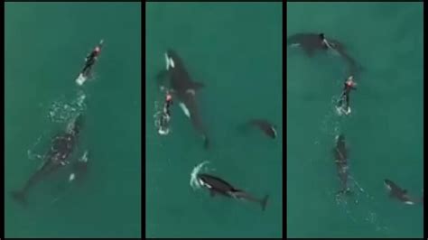 Woman Goes Swimming Killer Whales Sneak Up On Her What Happens Next