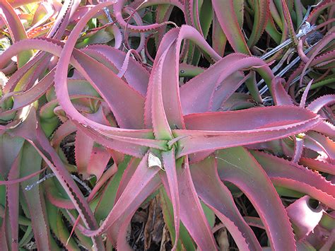 It is nice to know that i'm not the only one with cacti turning red. Red Aloe (Aloe cameronii) in Denver Centennial Littleton ...