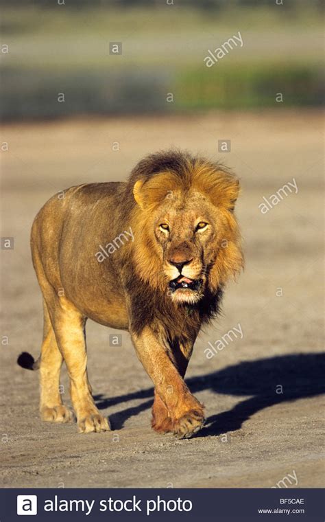 African Lion Panthera Leo Male Serengeti Tanzania