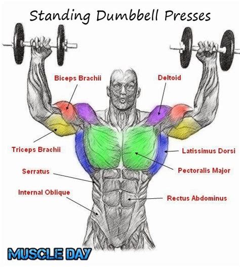 That ideal continues to draw young men to the gym's bench press section to work on building a bigger chest. Shoulder Exercises - Standing Two Arm Dumbbell Presses ...