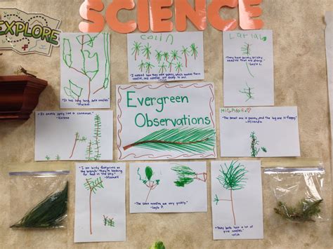 Evergreen Observations Children Used Magnifying Glasses To Observe