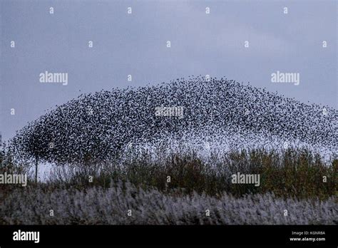 A spectacular dusk starling flight, gathering and groupings, with
