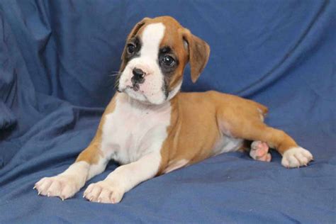 You May Be Being Redirected Boxer Puppies For Sale Boxer Puppies