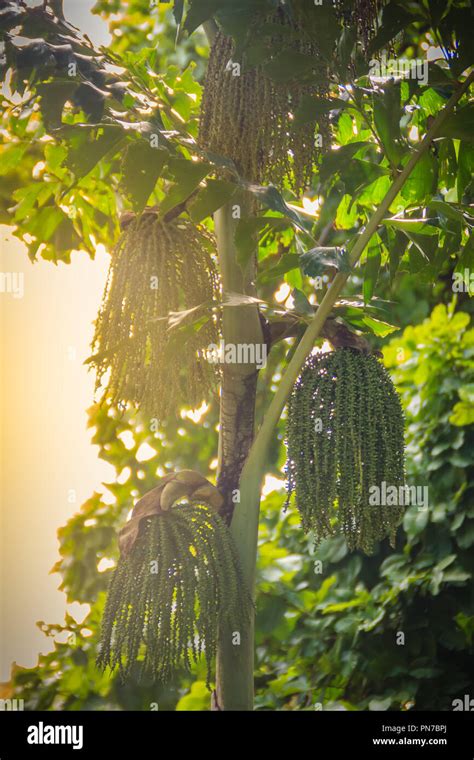 Evergreen Arenga Pinnata Tree With Bunches Of Young Green Fruits