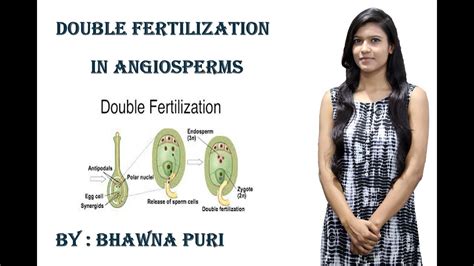 Double Fertilization In Flowering Plants Class 12 Ii Biology Class 12
