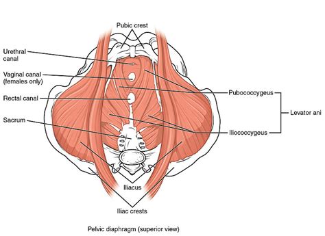 Pelvic Floor Muscle Function And Strength Physiopedia Pelvic
