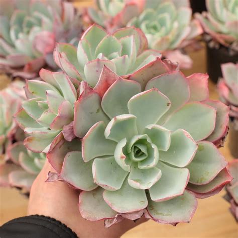 Echeveria White Roselive Succulent Plantilluminating Your Succulent