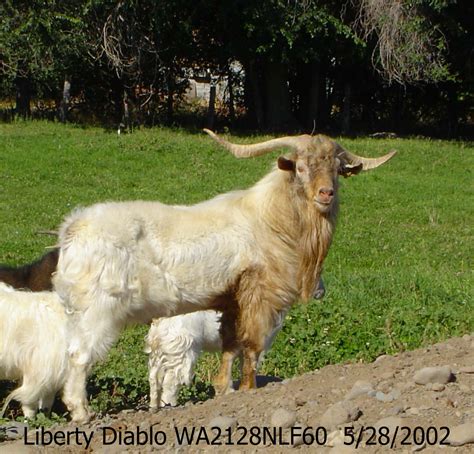 Liberty Farm Cashmere Goats Past And Present Bucks