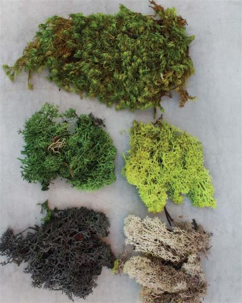 Use preserved reindeer moss to fill in the crevices or dips if you like, or use it for additional texture and effect. How to Make a Faux Living Moss Wall | HGTV