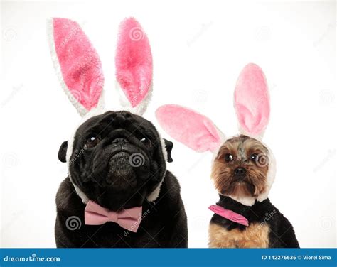 Two Funny Looking Dogs Wearing Easter Bunny Ears Stock Photo Image Of