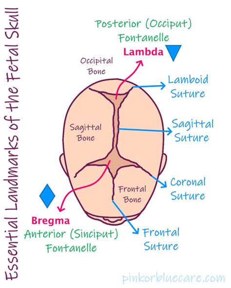 Essential Landmarks Of The Fetal Skull Obstetrics And Gynaecology