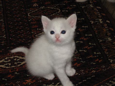 Filewhite Kitten