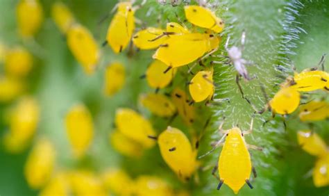 How To Get Rid Of Tiny Yellow Bugs Plant Index