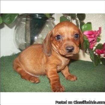 The dachshund puppy is a proud, lively little dog. Tiny Miniature Dachshund puppies for sale South Florida in ...