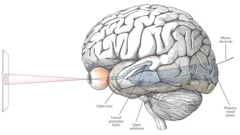 The Visual System Pathways To The Brain Medical Anatomical Knowledge