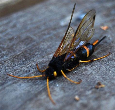 Wood Wasp From Alaska Whats That Bug