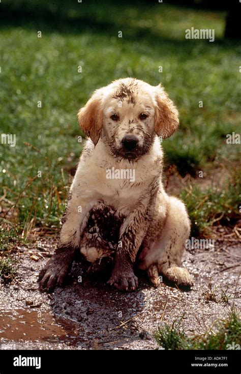 Golden Retriever Very Dirty Puppy Sitting In Mud Stock Photo Alamy
