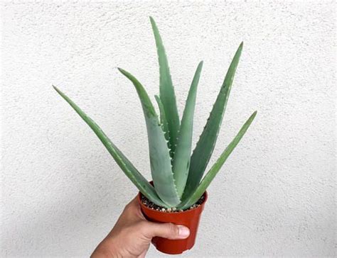 Aloe Vera Plant Mature Plants Aloe Vera Curative 4 Inch Pot 8 Tall Medicinal Aloe Vera Aloe