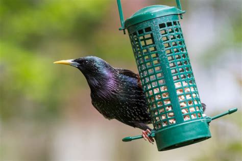 How To Get Rid Of Starlings 10 Ways That Work