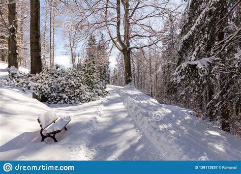 Sun-drenched Winter Landscape Covered with Snow on Trees Stock Image