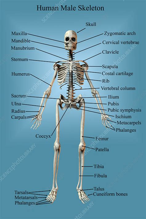 Human Male Skeleton Stock Image C0249740 Science