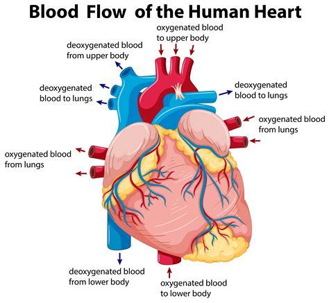 Diagram Showing Blood Flow In Human Heart Vector Art At Vecteezy