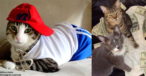 Check Out These Gangsta Cats That Are Keepin It Real