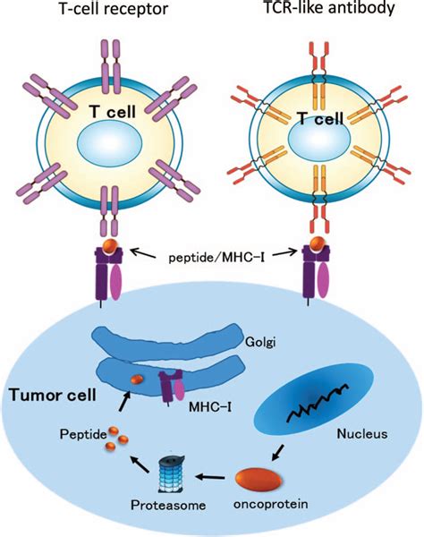 Novel Chimeric Antigen Receptor T Cells Based On T Cell Rece Blood