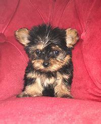 Super sweet temperament very playful and loving. Pocket Puppies Boutique Chicago - Available Puppies (With ...