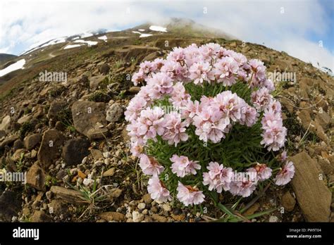 Arctic Flowers Hi Res Stock Photography And Images Alamy