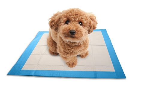 Having an open mind and an open heart for your new puppy is crucial to their success. Ask A Dog Trainer: What's The SIMPLEST Way To Potty Train?
