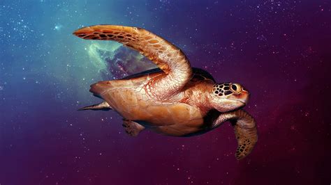 23 Space Turtle Wallpapers