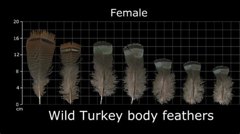 How To Identify Turkey Feathers Best Guide With Tips Tricks And Meaning The Bird Geek