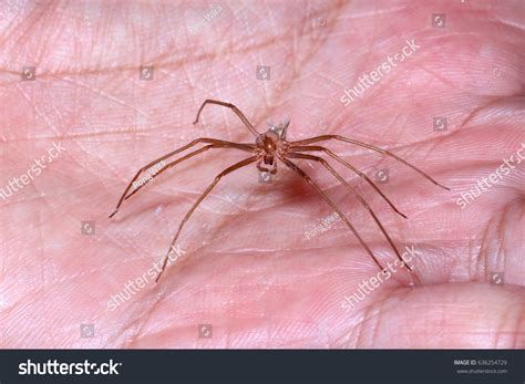 Brown Recluse Spider Habitat Stock Photo 636254729 Shutterstock