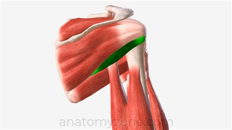 Teres Minor Muscle Origin Insertion Action 3d Model Anatomyzone